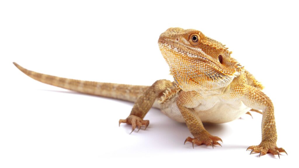 bearded dragon enclosure